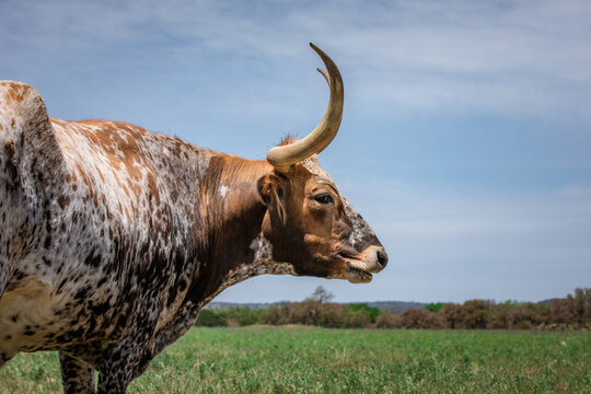 Texas Longhorn Cattle In The Spring In A Field With Wild Flowers