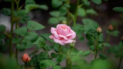 Pink Rose