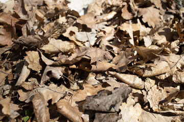 Dry autumn fallen leaves on forest ground
