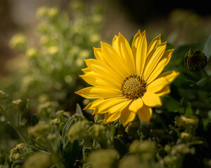 Obraz premium Gelbe Blume im Gras