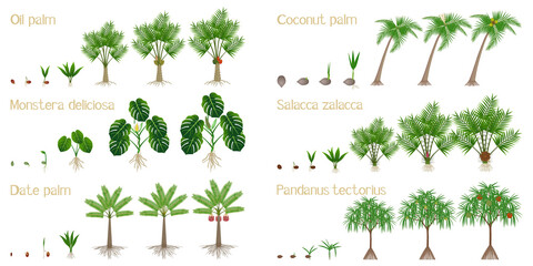 Set of growth cycles of palm trees on a white background. - obrazy, fototapety, plakaty