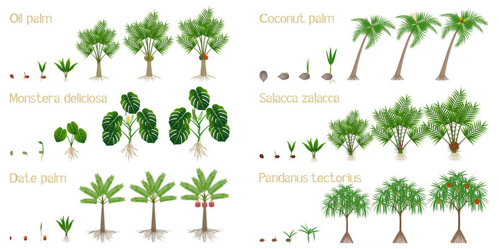 Set of growth cycles of palm trees on a white background.