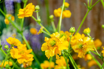 Macro shot of yellow Geum 'Lady Stratheden' flowers in a residential garden.