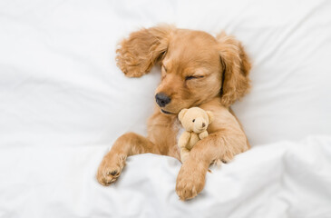 English Cocker spaniel puppy sleeps on a bed at home and hugs toy bear. Top down view