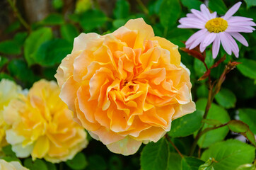 'Molineux' a yellow shrub rose with an orange tinge bread by David Austin Roses.