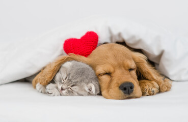English Cocker spaniel puppy hugs gray kitten. Pets sleep together under white warm blanket on a...