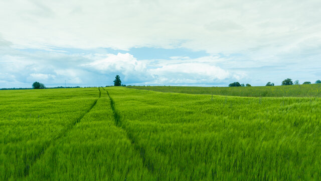 green field and sky © Krystian