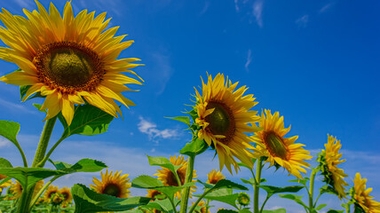 Five blooming sunflowers with green foliage against the background of a field and a blue sky, close-up.
