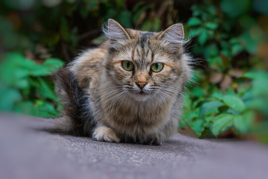 Domestic cat sits on a background of green foliage, close-up.