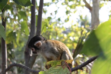 Petit singe dans un arbre de dos