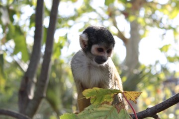 Petit singe dans un arbre