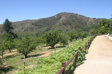 Fototapeta na wymiar Mountain Trail Next to an Apple Orchard in California