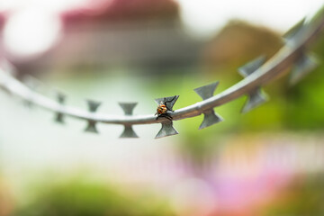 Fly on the iron barb , Colorful animal picture