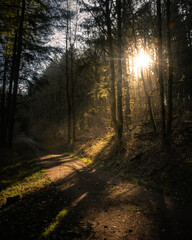 Naklejka premium Abendsonne im Wald