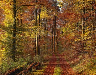 forest path, autumn, forest, beech forest, trees, deciduous trees, beech, path, season, nature, vegetation, forest floor, autumn leaves, 
