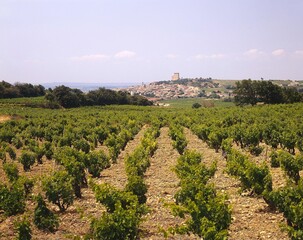 france, rhone valley, wine-growing area, chateauneuf-du-pape, europe, vineyard, wine, vines, wine-growing, economy, growing area, growing, place, locality, field, landscape, 