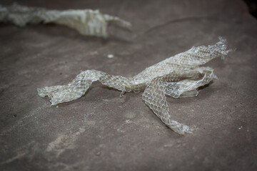 Shedded dry snake skin closeup. Molting snake. Natural skin texture. Reptile scale surface. Animal...