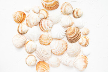White and brown seashells on the white background. 