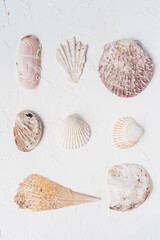 Collection of seashells on the white background. Flat lay.