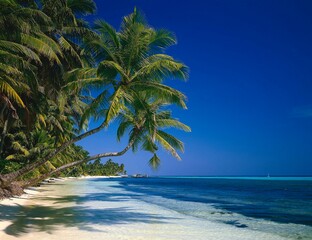 maldives, sea, palm beach, boats, indian ocean, island, palm island, detail, beach, sandy beach, palm trees, nature, vegetation, deserted, idyll, dream beach, dream trip, 