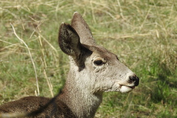 A mule deer doe living in Stallion Springs, Tehachapi Mountains, Kern County, California.