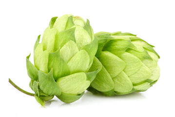 Two hop cones isolated closeup.