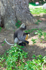 Dusky Langur monkey on ground