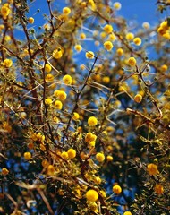 sahara, umbrella acacia, acacia, raddiana, flowers, thorns, africa, north africa, desert, plant,...