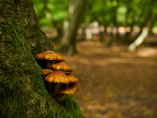 Some golden scalycaps attached to the base of a moss-covered tree, in a patch of urban woodland strewn with autumnal leaf litter in dappled sunlight.