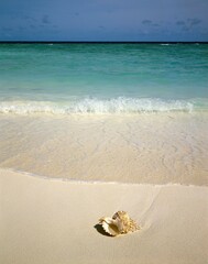 Fototapeta na wymiar beach, shell, sea, lead, holiday, shore, sandy beach, sand, washed up, solitude, idyll, vastness, distance, horizon, water, 