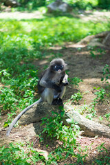 Dusky Langur monkey on ground