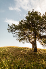 tree in a park in Aix-en-Provence