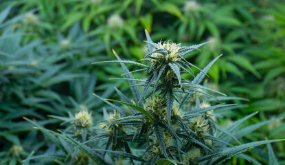 Medical marijuana flowers starting to bloom indoors. Flowers with white and brown hairs with beautiful green leaves. Medical and legal marijuana theme.