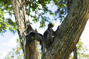 Dusky Langur family on tree in Thailand. it's similar monkey