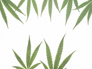 Top view of green cannabis leaves isolated on white background. Alternative medicine. Growing...