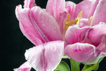 Obraz na płótnie Canvas pink tulip petals 