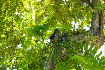 Dusky Langur family on tree in Thailand. it's similar monkey