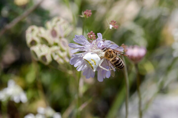 Spider (Misumena vatia) white with prey on a flower close-up