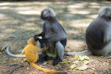 Dusky Langur monkey on ground
