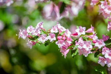 pink weigela blooms in the Botanical garden
