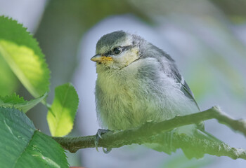 Junge Blaumeise im Baum