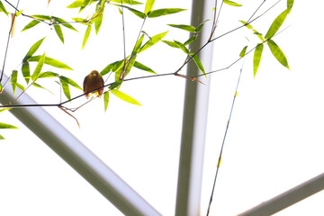 Golden White Eye on a branch