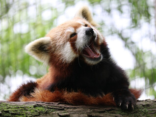red panda in the zoo