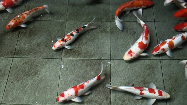 Multi color Koi fish close up view swimming in clear water pond