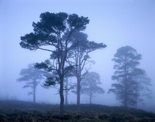 Fototapeta na wymiar forest, pines, mist, pine forest, pine trees, conifers, trees, coniferous forest, haze, weather, dull, foggy, silhouettes, nature, twilight, 