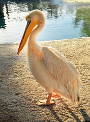 Great white pelican. Pelecanus crispus with yellow long beak. Zoo birds.