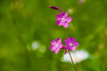 Fototapeta premium Wiesenblumen