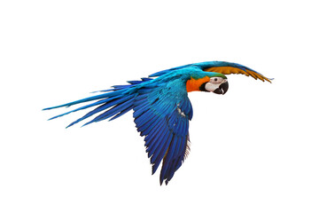 Colorful macaw parrot flying isolated on white