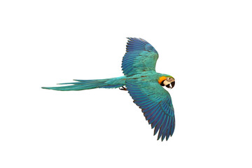 Colorful macaw parrot flying isolated on white