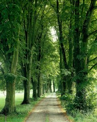 avenue of lime trees, tilia spec., avenue, avenue trees, trees, deciduous trees, lime trees, street, nature, vegetation, landscape, season, summer, green, deserted, 